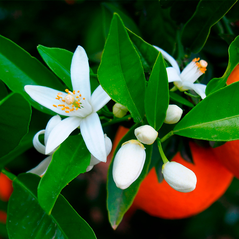 Hidrolato de flor de naranja