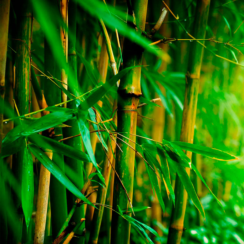 Polvo de bambú
